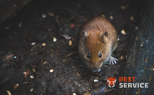 Дератизация в Бугульмах